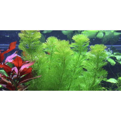 Кабомба Акватика, в горшочке